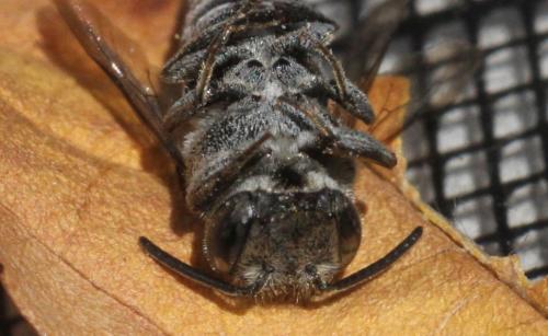 Réf. 209 455 : Coelioxys echinata